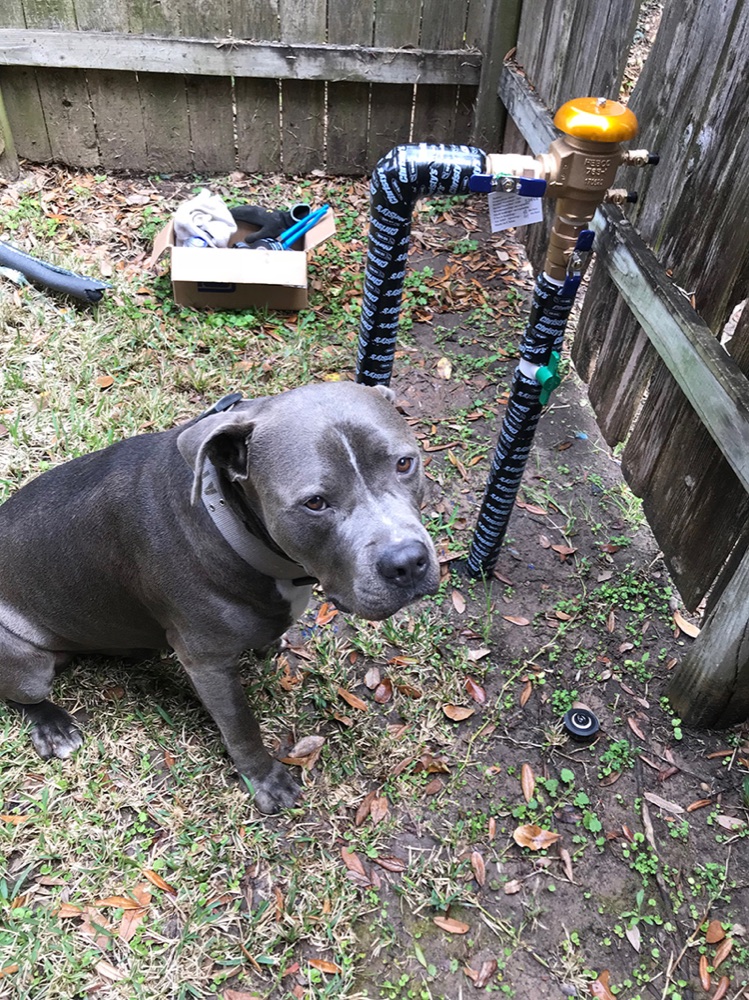 A customer's dog keeping the Elite crew company on a Jersey Village repair