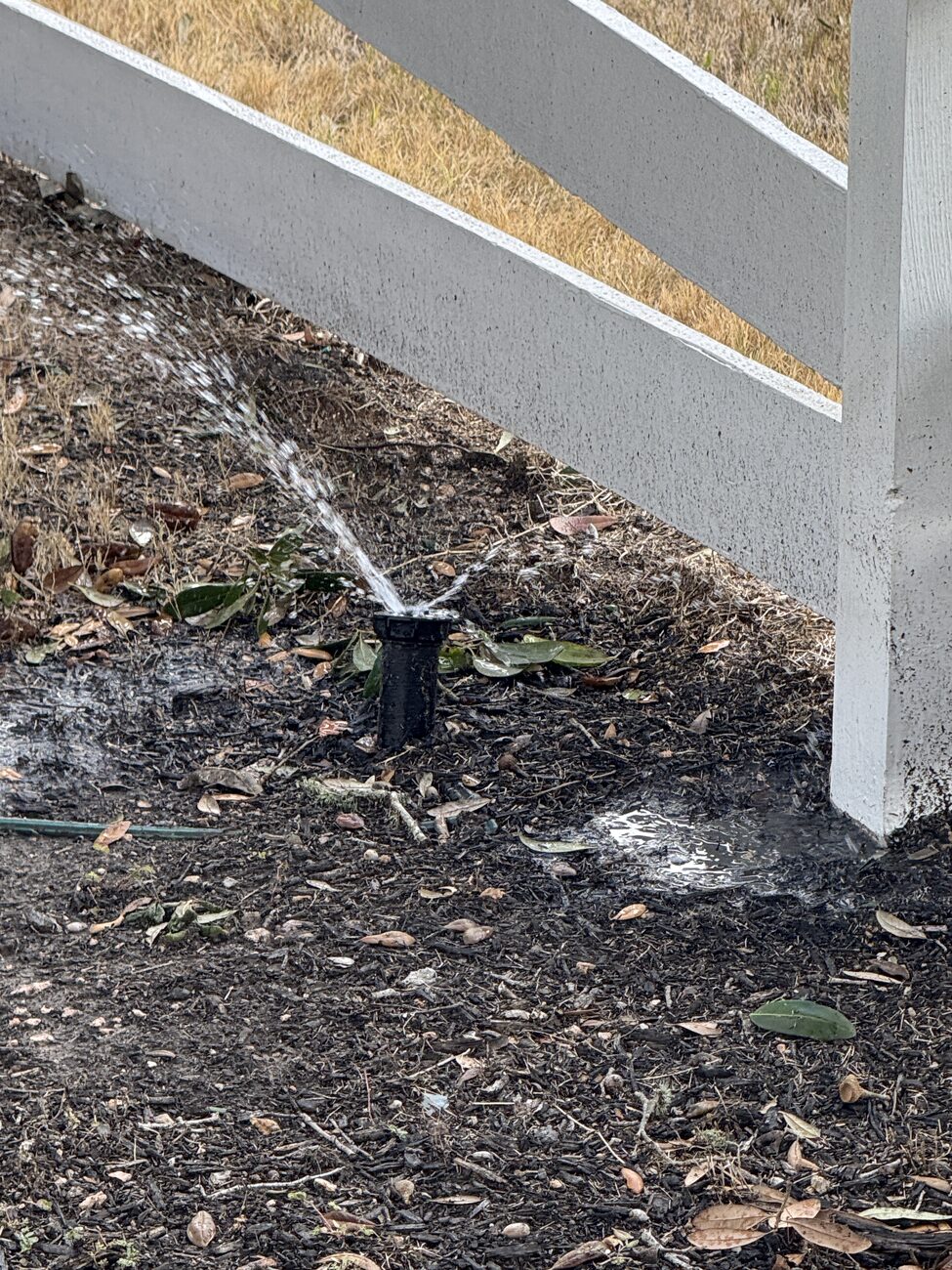 A repaired sprinkler head running in a Sugar Land bed